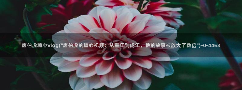 心糖vlog视频在线观看